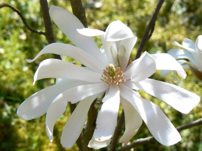 Magnolienblüte