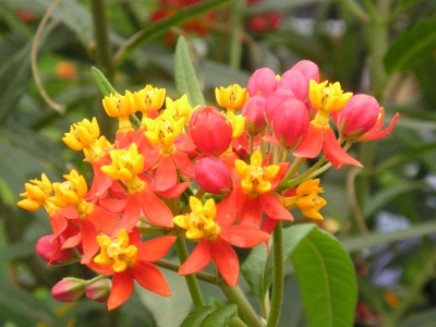 " Butterfly Weed "