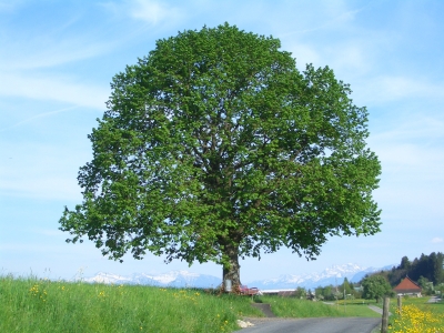 Jahreszeiten Frühling