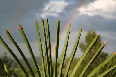 Karibikflair mit Regenbogen