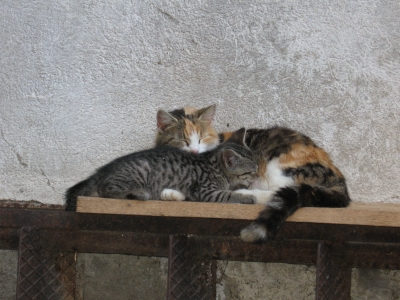 Katzenmama und Katzenbaby