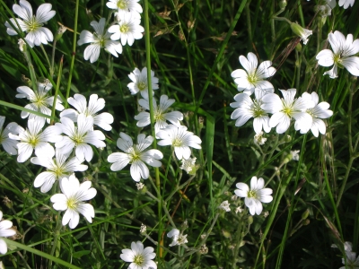 Frühlingsblumen