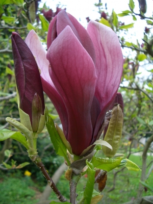 Magnolienblüte