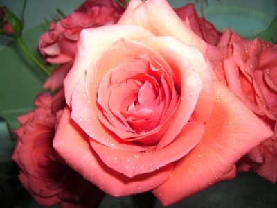 Rose mit Regentröpfchen