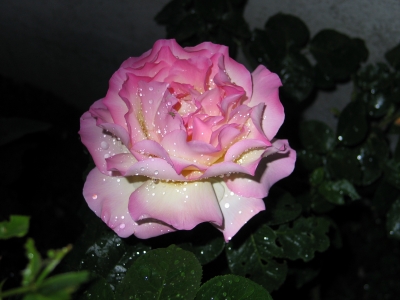 Rose am Abend