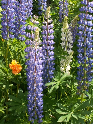 Schwedische Lupinen