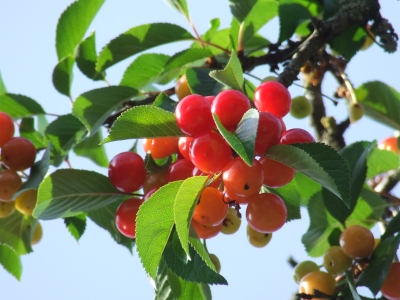 Sauerkirsche - nach der Blüte kommt die Frucht1