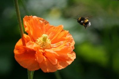 Mohn mit Biene