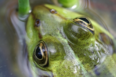 Frosch