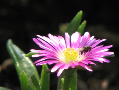 Lila Blüte mit Fliege