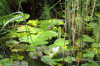 Frosch beim sünnele.....