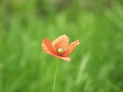 einsames Mohnblümchen