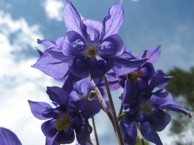 Glockenblumen