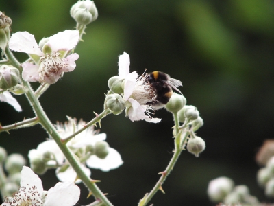 Biene auf einer Brombeerblüte