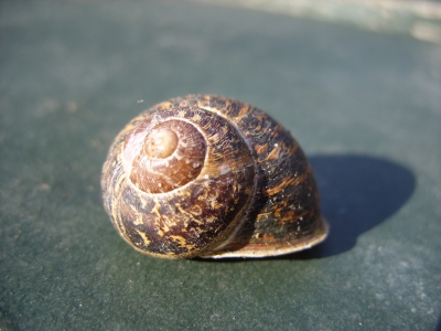 Schnecke