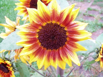 Sonnenblume1