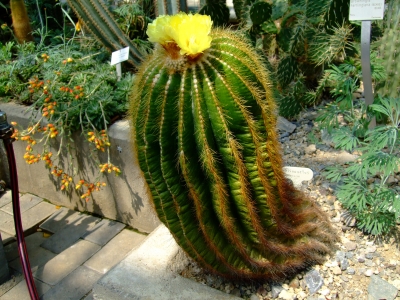 Großer Kaktus