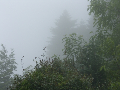 Nebelhintergrund