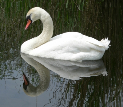 Doppelschwan