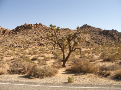 JOSHUA TREE NATIONALPARK