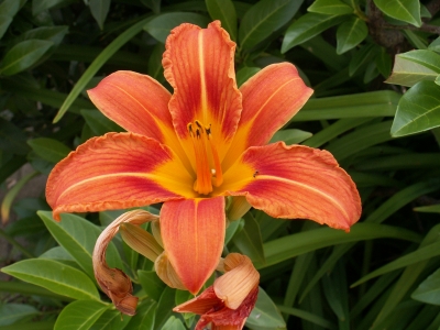 Lilie in orange