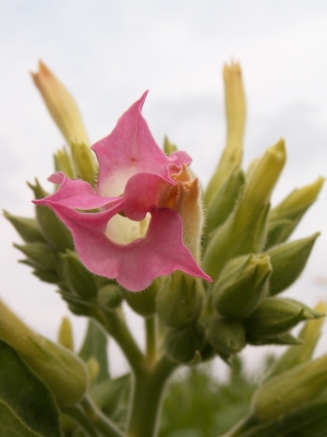 Tabaksblüte