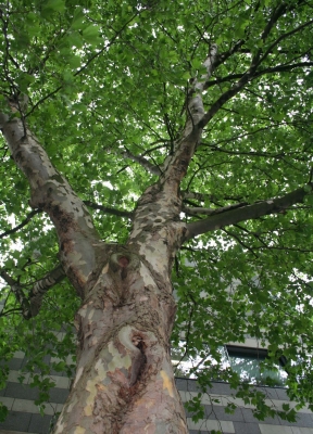 Baum von unten fotografiert - Hehe -