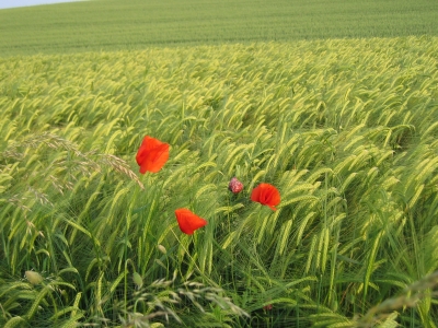 Mohnblumen im Getreide