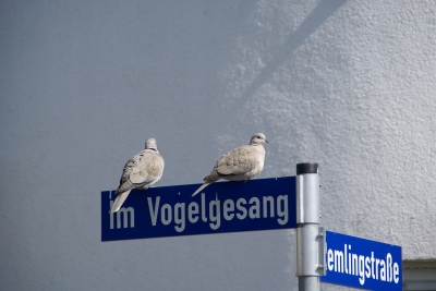 Tauben auf Verkehrsschild