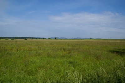 Landschaft in der Südpfalz