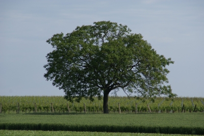 Landschaft in der Südpfalz