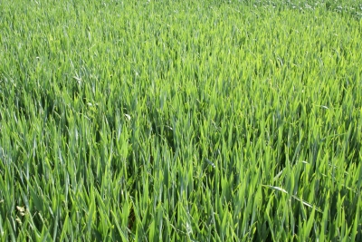 Landschaft in der Südpfalz