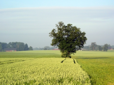 Baum im Münsterland
