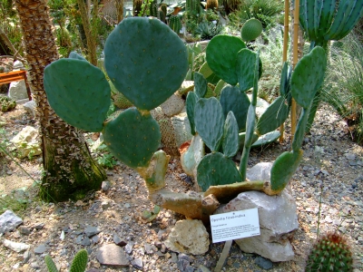 Im Botanischer Garten