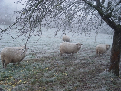 Schafe in Baden