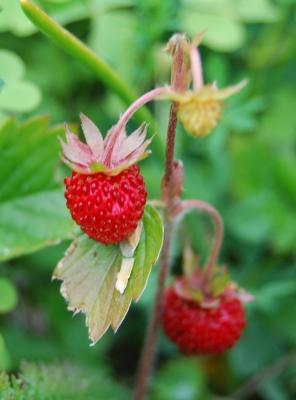 Wilde Erdbeeren