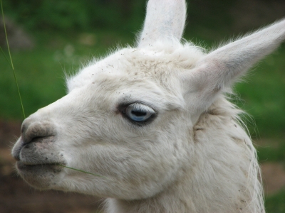 Lama