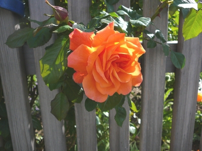 Rosen in Nachbars Garten
