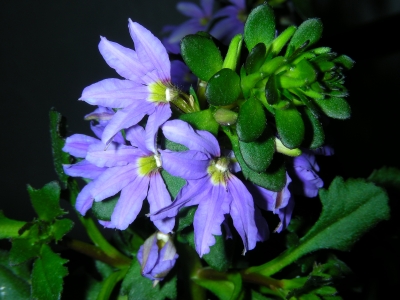 blau blühende Ampelpflanze (Fächerblume)