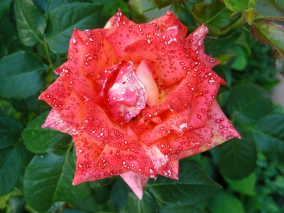 gesprenkelte Rosenblüte