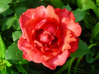 lachsfabene Rose