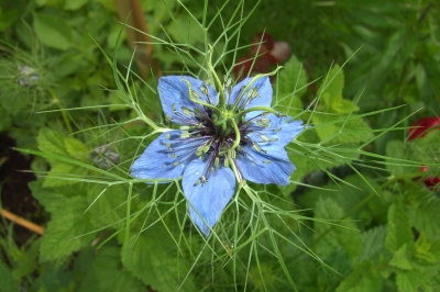 Jungfer im Grünen