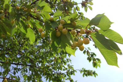 gelbe Kirschen