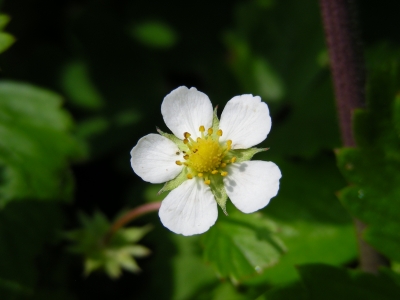 Erdbeerblüte