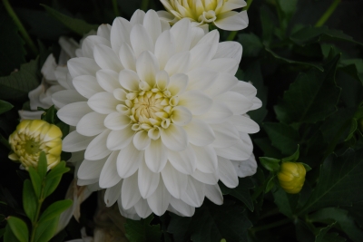 weiße Chrysantheme