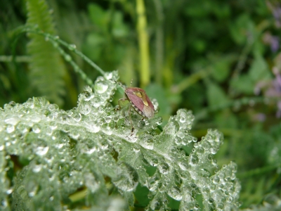 Wanze im Regen