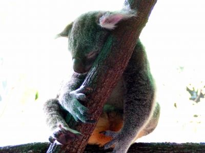 Koala 5