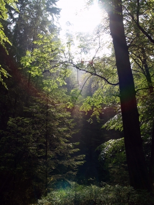 Morgensonnenstrahl durchdringt den Wald