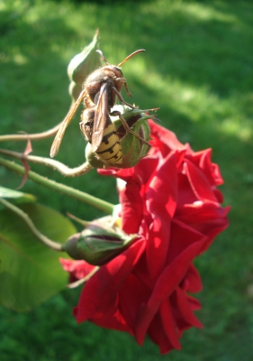 Hornisse auf einer Rose
