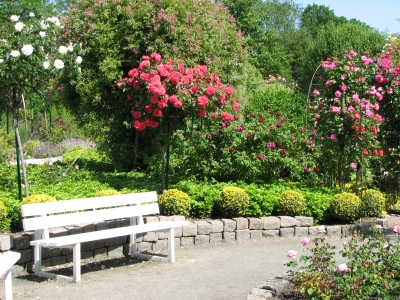 blühender Rosengarten